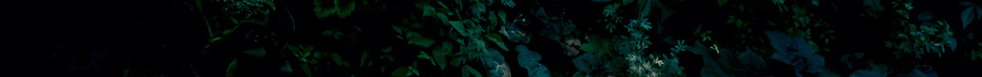 vines-1.png