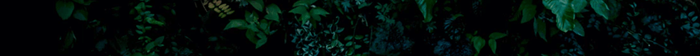 vines-2.png